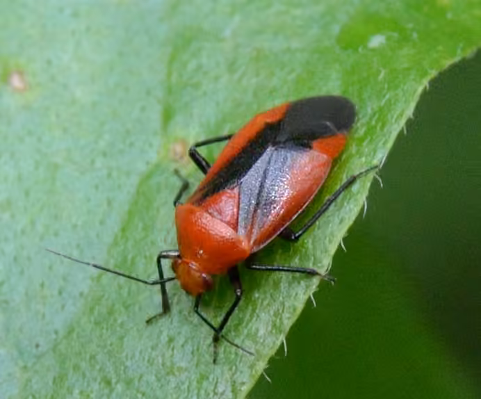 Tropidosteptes cardinalis, photo 3 sur 5