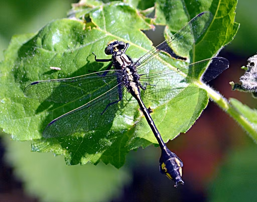 Gomphe Ventru, photo 1 sur 5