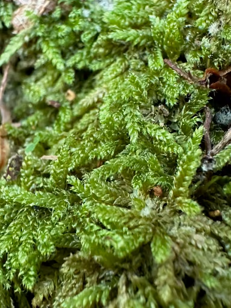 Dorure des forêts, photo 3 sur 5