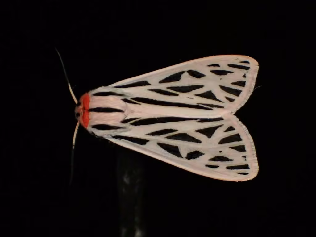 Arge Moth, photo 3 sur 5