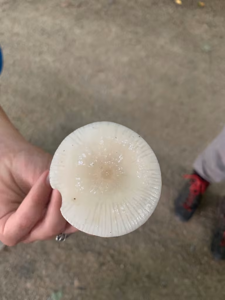Xérule à grandes spores, photo 2 sur 5
