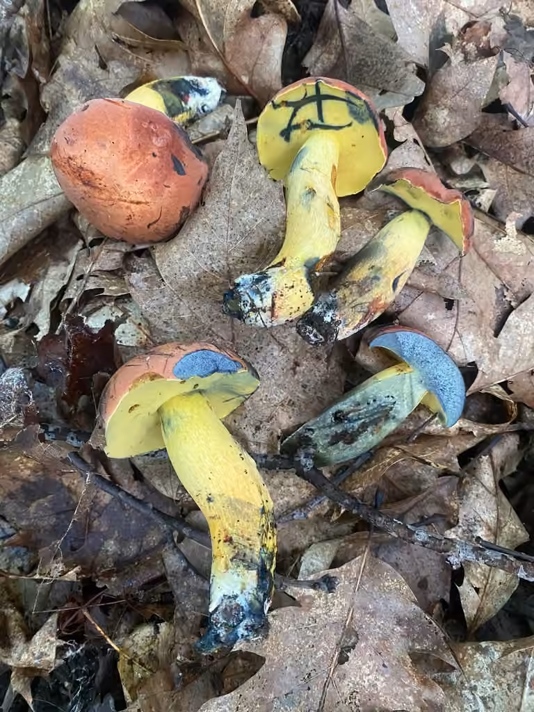 Lanmaoa miniatopallescens, photo 1 of 5