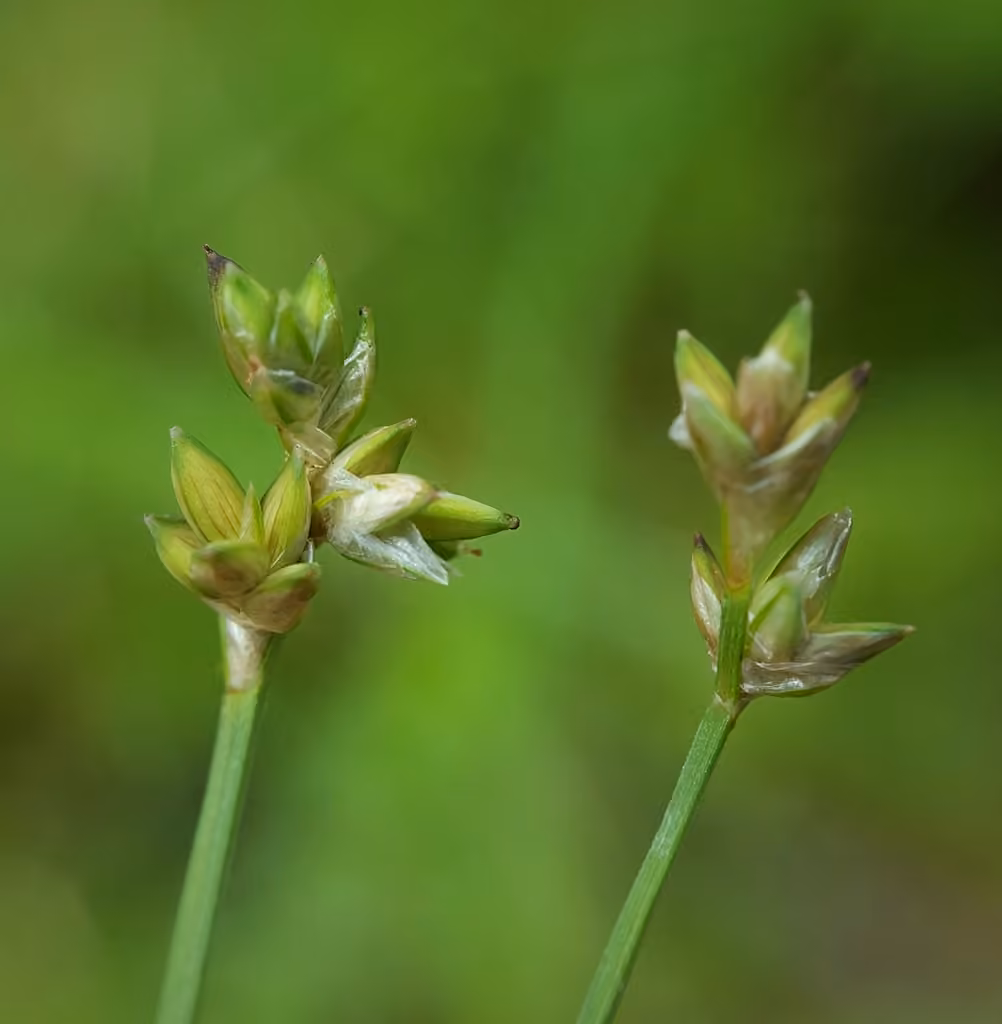 Sparseflower sedge, photo 1 of 5
