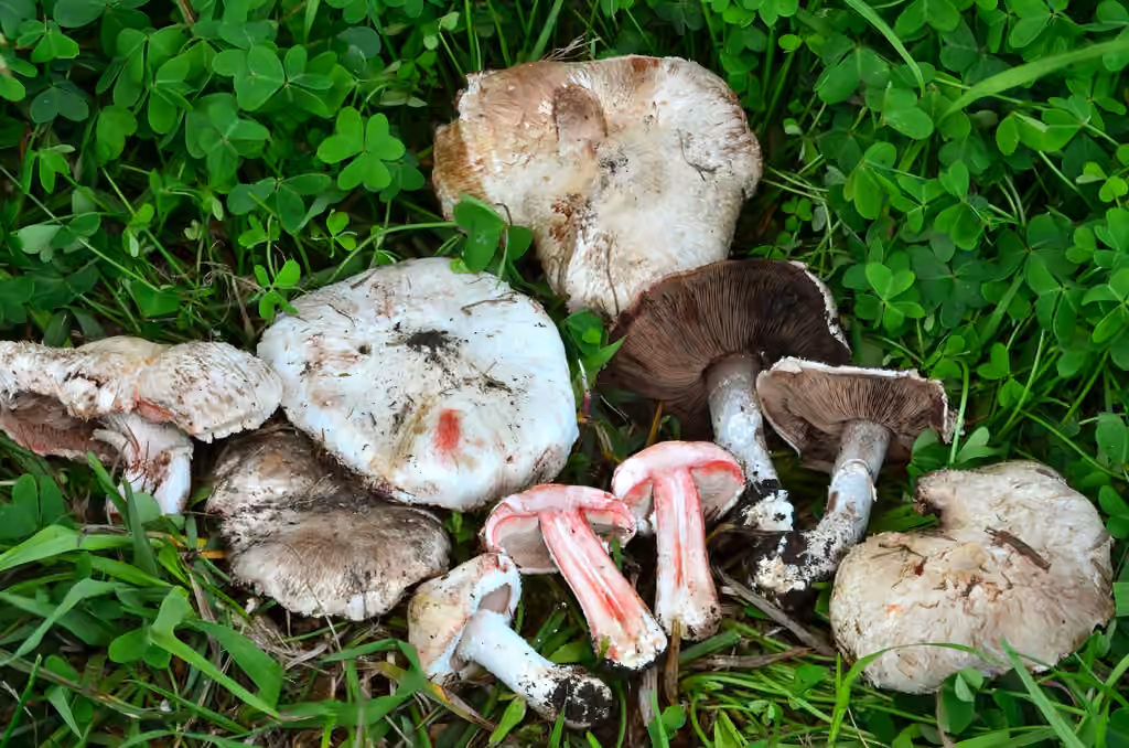 Agaric blanc sanguinolent, photo 1 of 5