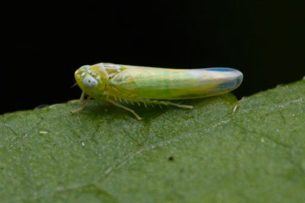Potato Leafhopper, photo 3 of 5