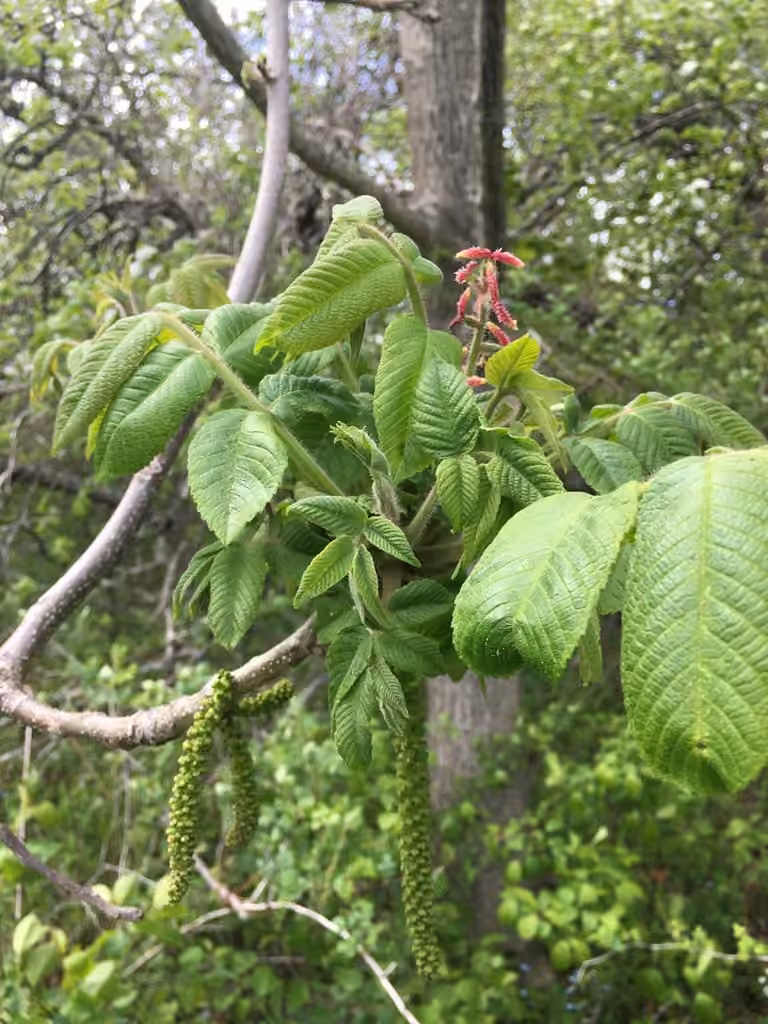 Noyer cendré, En fleurs