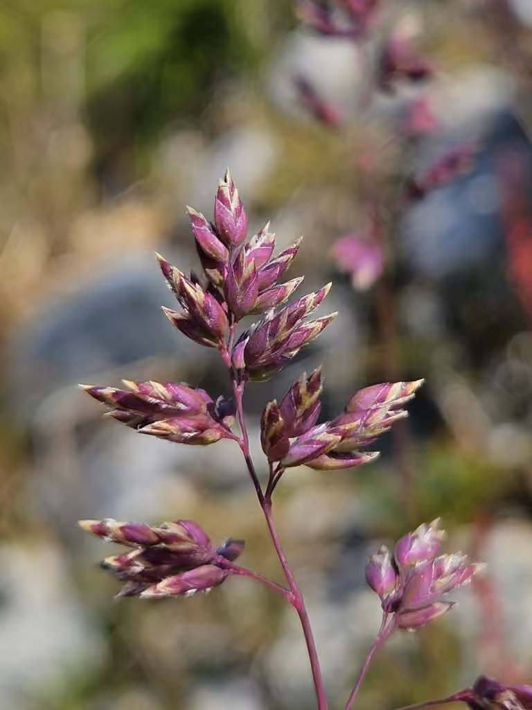 Pâturin alpin, photo 1 sur 5