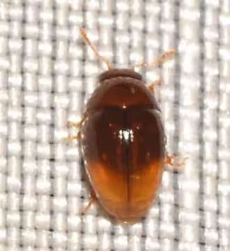 Apical Shining Flower Beetle, photo 3 of 5