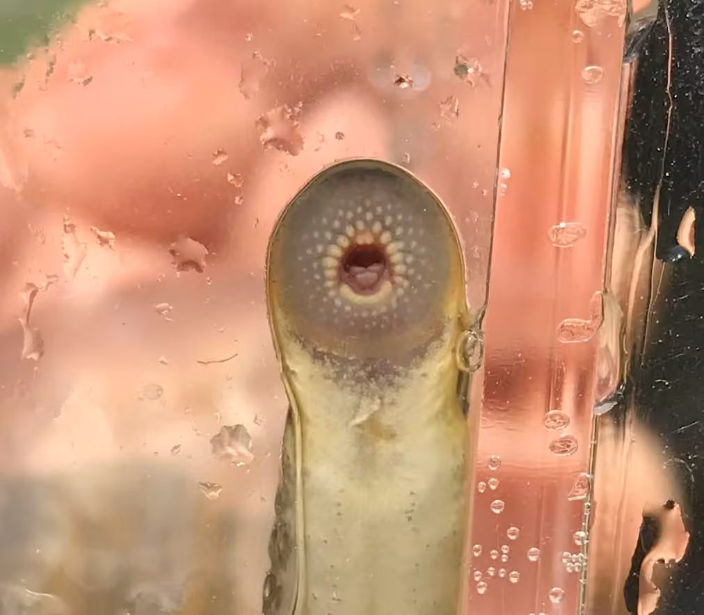 Northern Brook Lamprey, photo 3 of 5