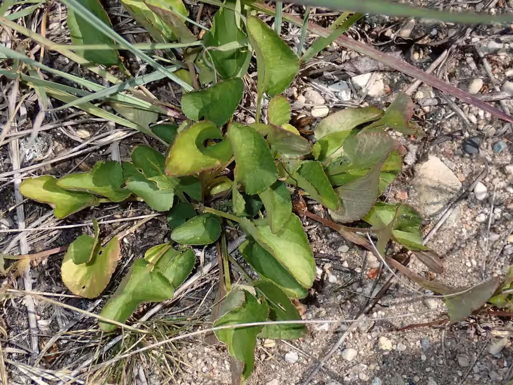 Blue violet, In fruit
