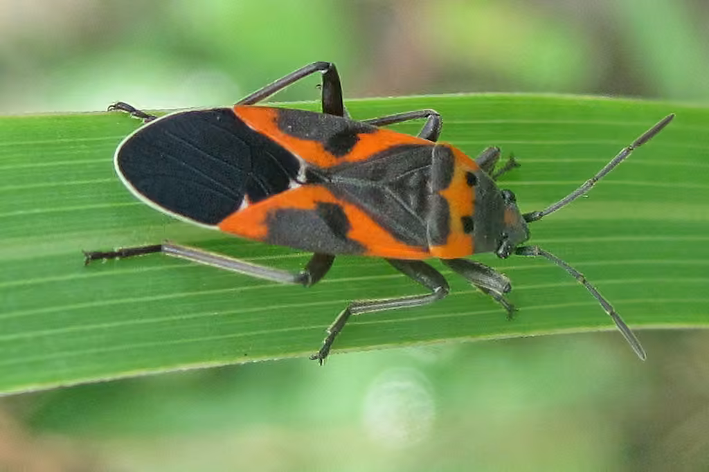 Small Milkweed Bug, photo 3 of 5