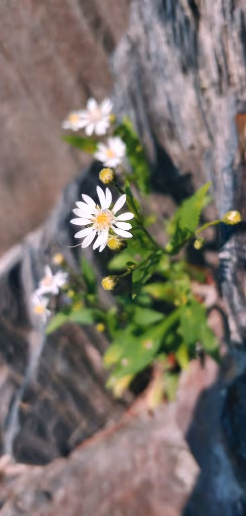 Aster de Tradescant, photo 3 sur 5