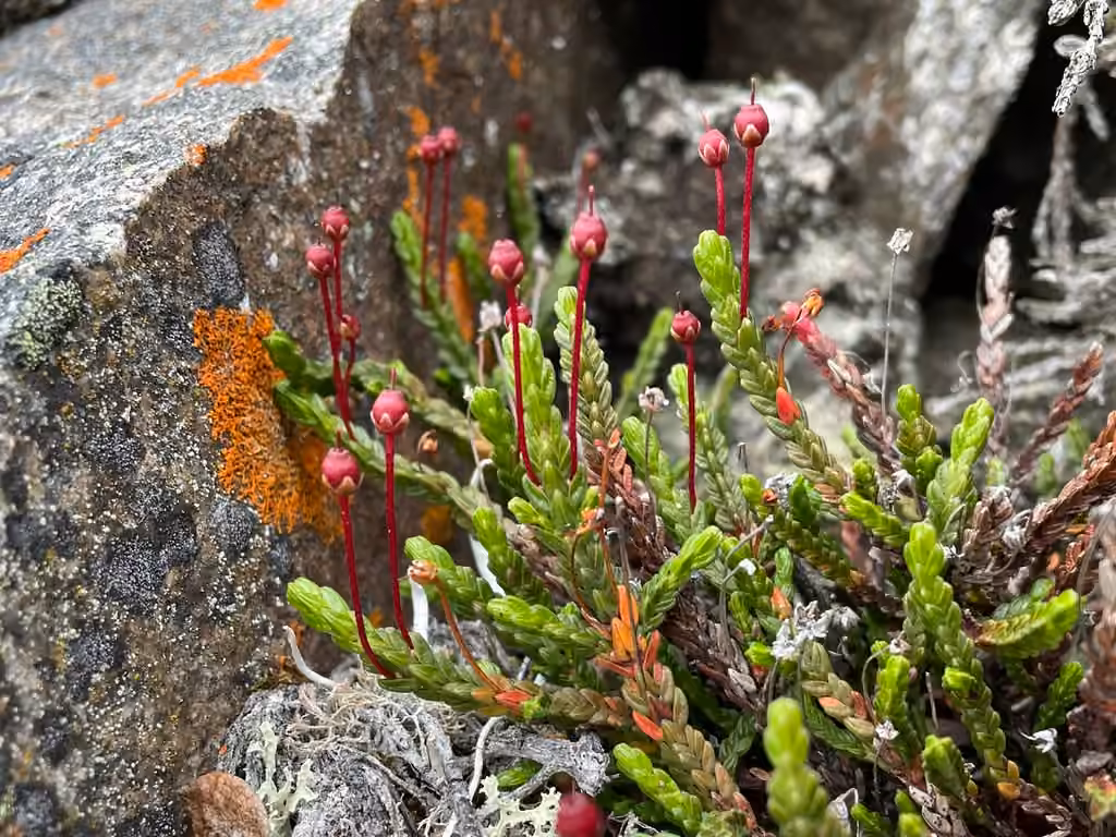Cassiope tétragone, En fruits
