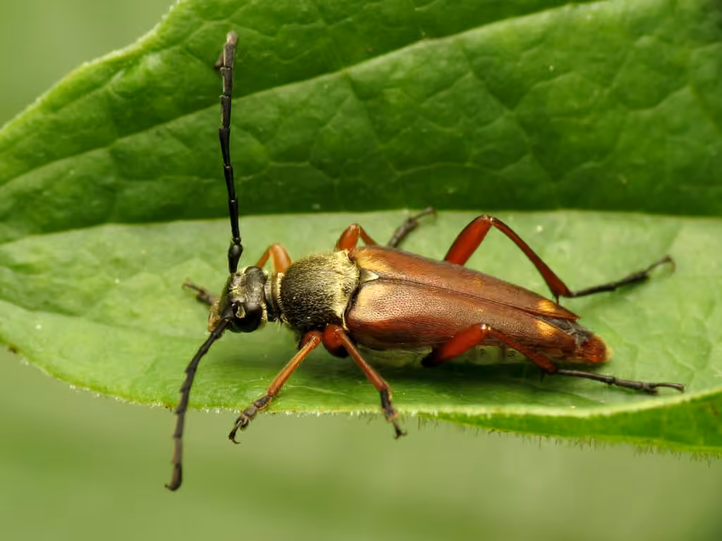 Thin-tailed Longhorned Beetle, photo 3 of 5