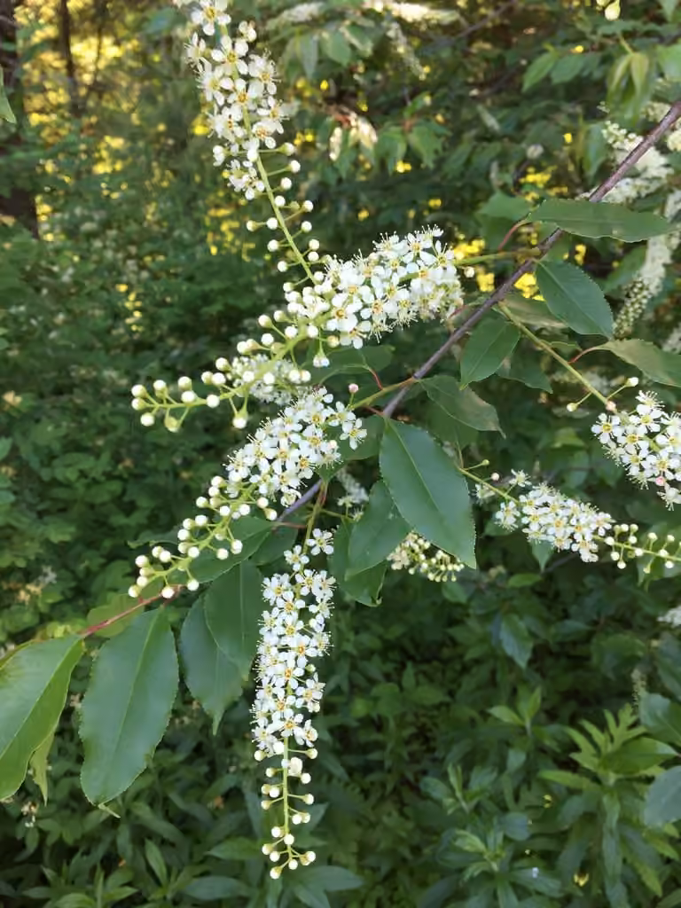 Cerisier tardif, En fleurs