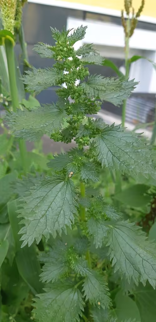 Dwarf nettle, In fruit