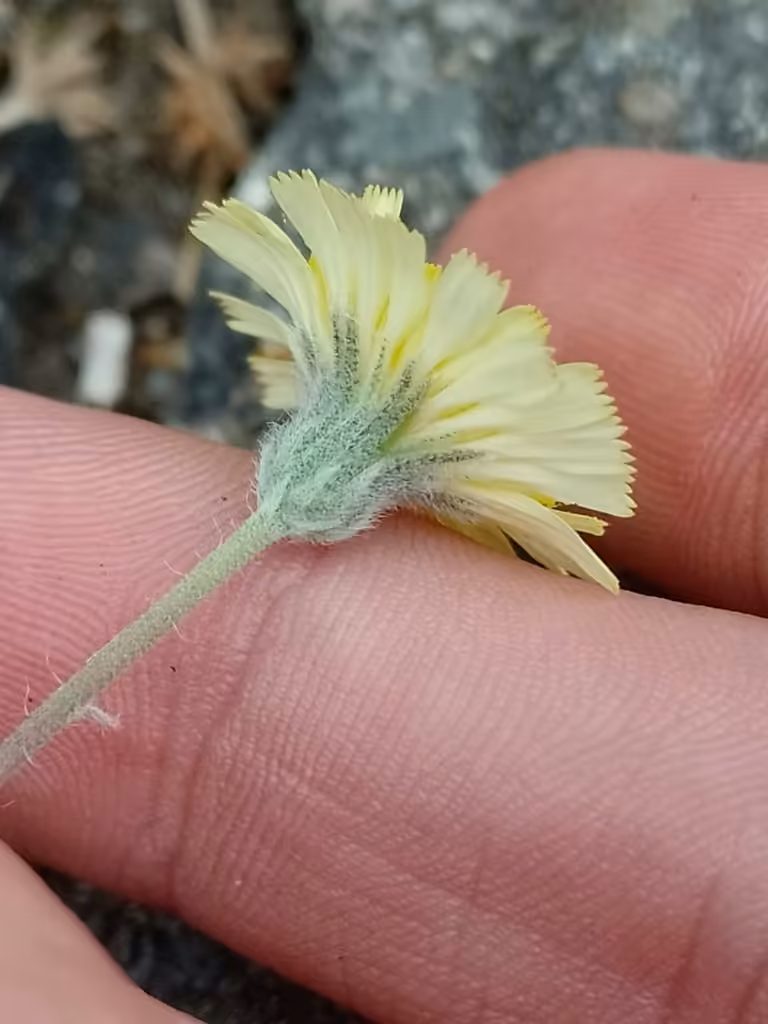 Mouse-ear hawkweed