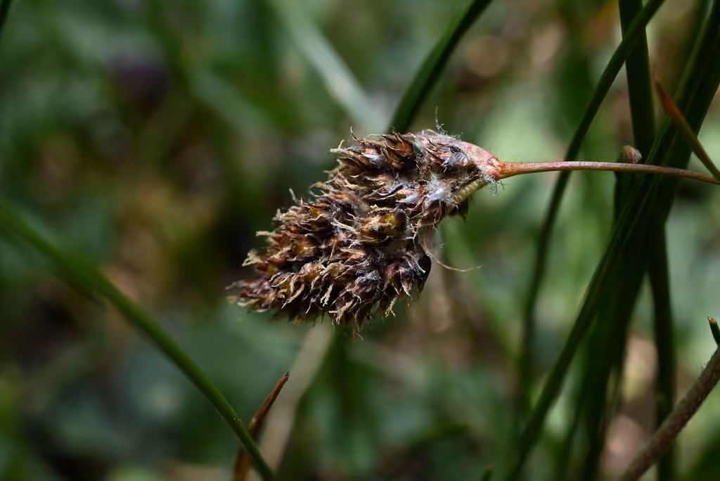Spiked woodrush, In flower