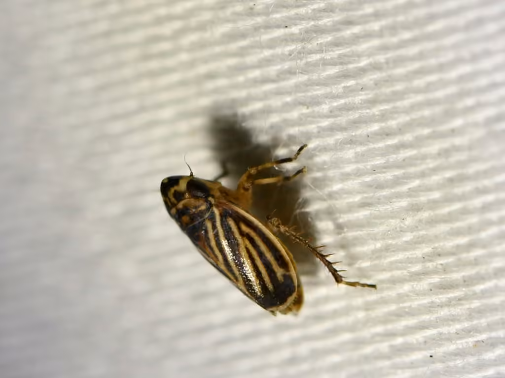 Leafhopper, Mâle adulte