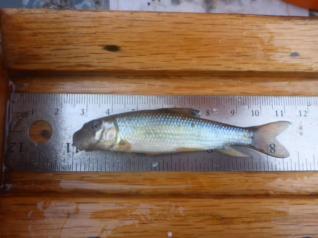 Greater Redhorse, Juvenile