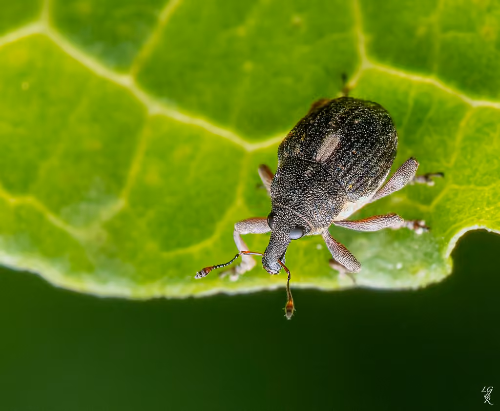 White-spotted Minute Seed Weevil, photo 2 of 5