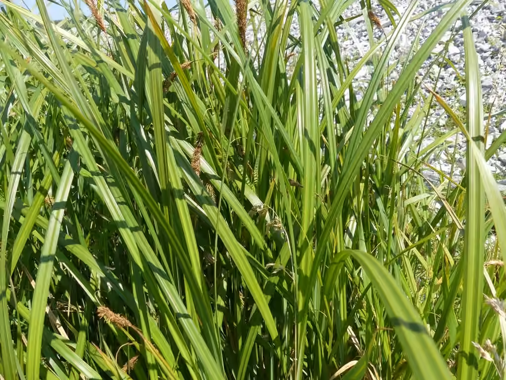 Carex paléacé, En fruits