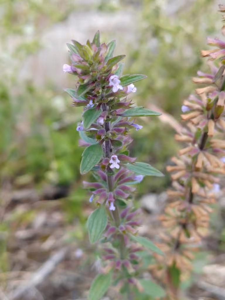 Dracocéphale à fleurs de thym, photo 1 sur 5