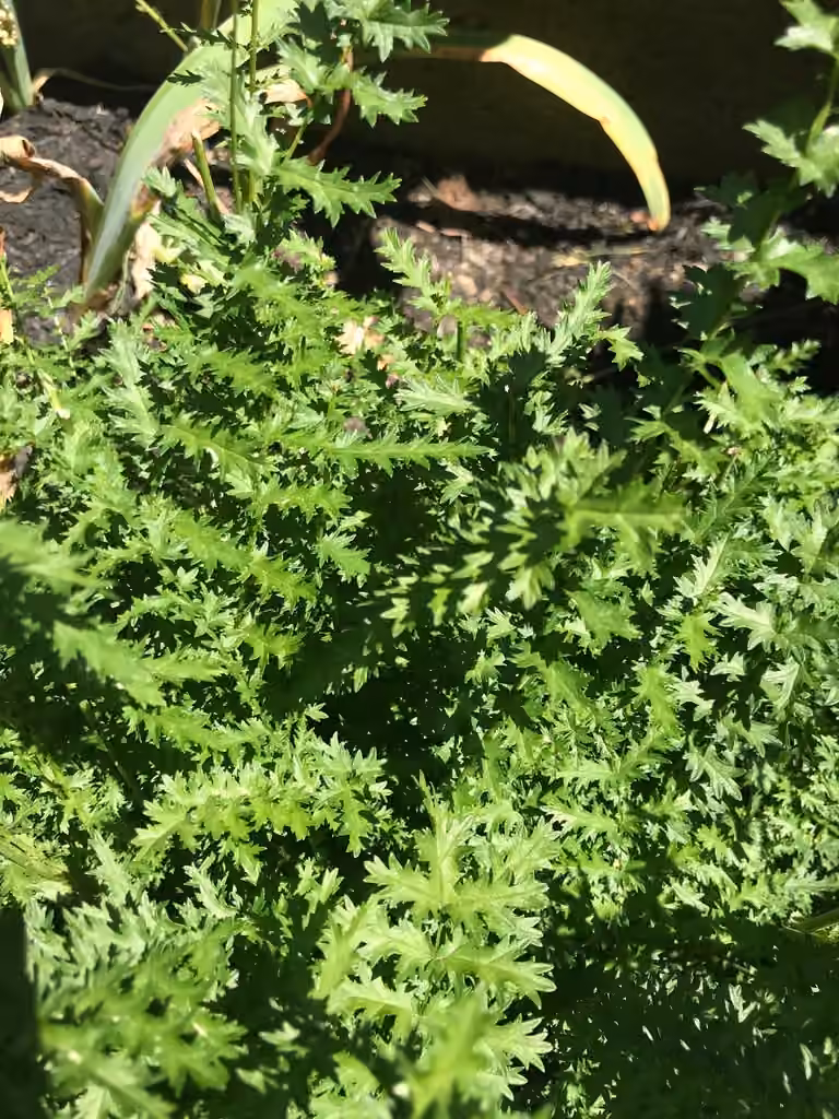 Filipendule vulgaire, En fleurs