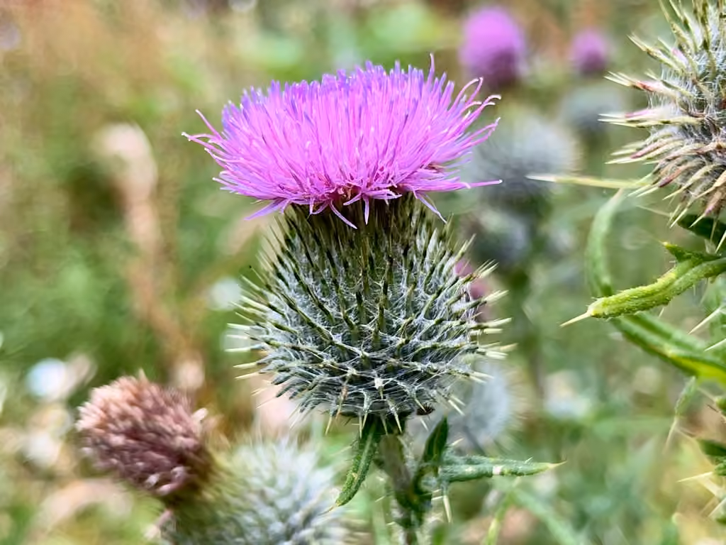 Bull thistle, In flower