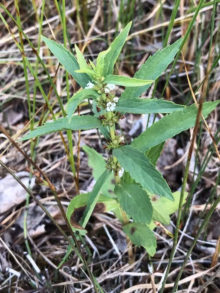 Rough water-horehound, In flower