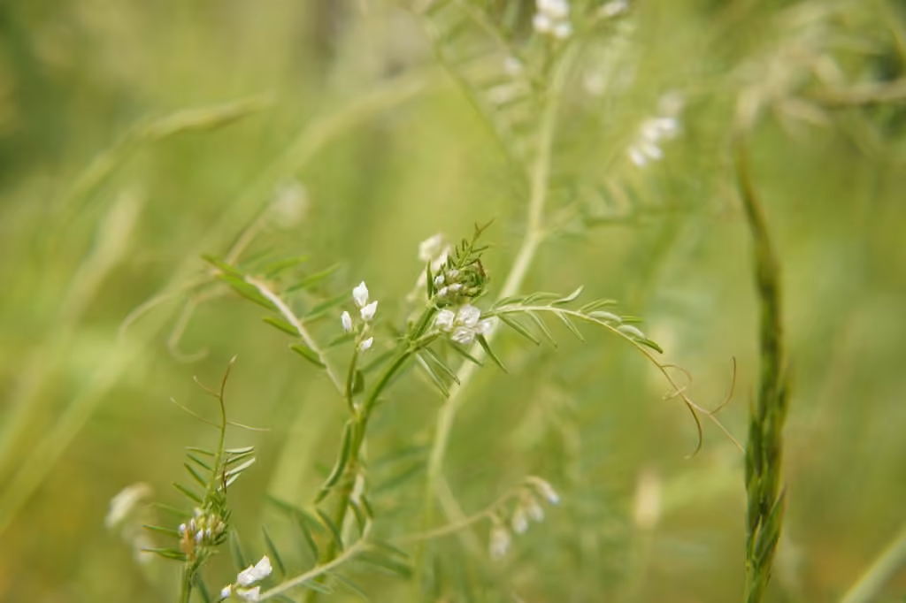 Tiny vetch, Flower buds