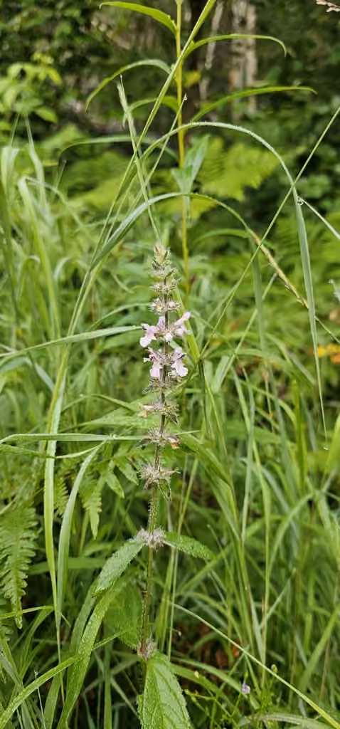 Marsh hedgenettle, In flower
