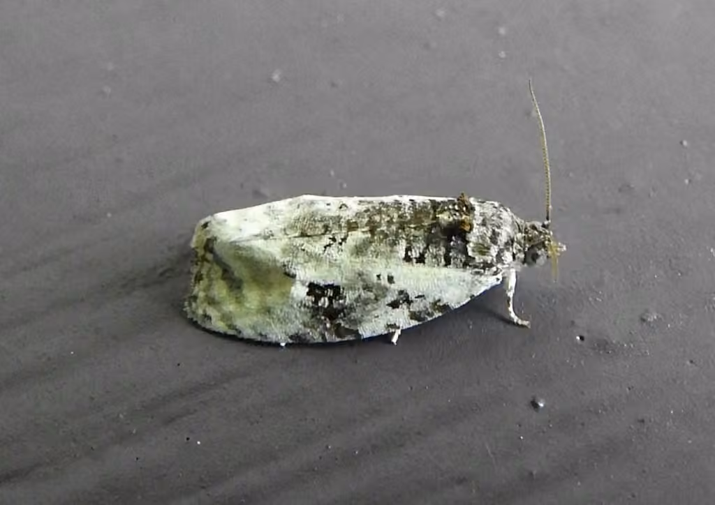 Apotomis albeolana