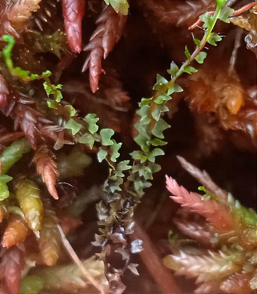 Marsh Notchwort, photo 1 of 5