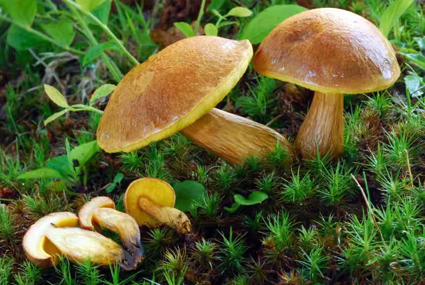 Clustered brown bolete