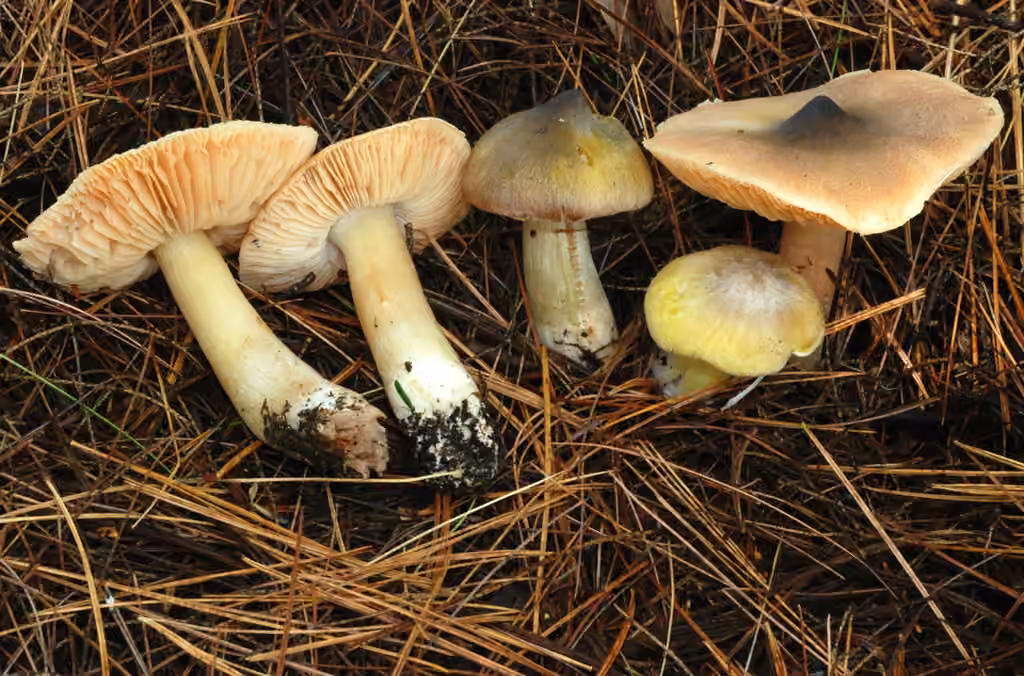 Tricholome de Davis, photo 1 sur 5