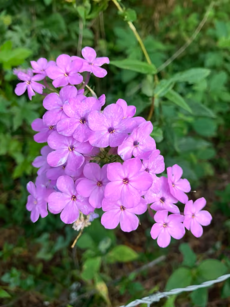 Phlox paniculé, En fleurs