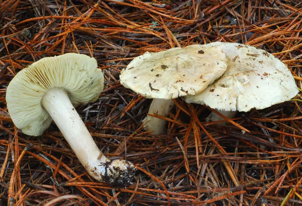Tricholome brûlant, photo 1 sur 5