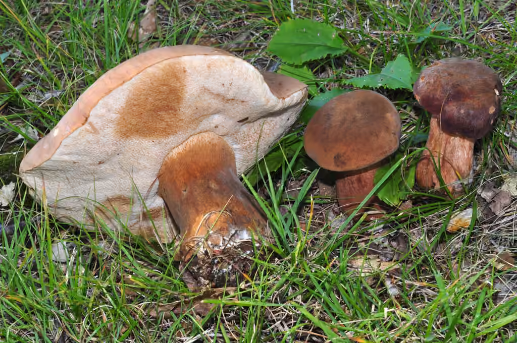 Beveled-cap Bolete, photo 1 of 5