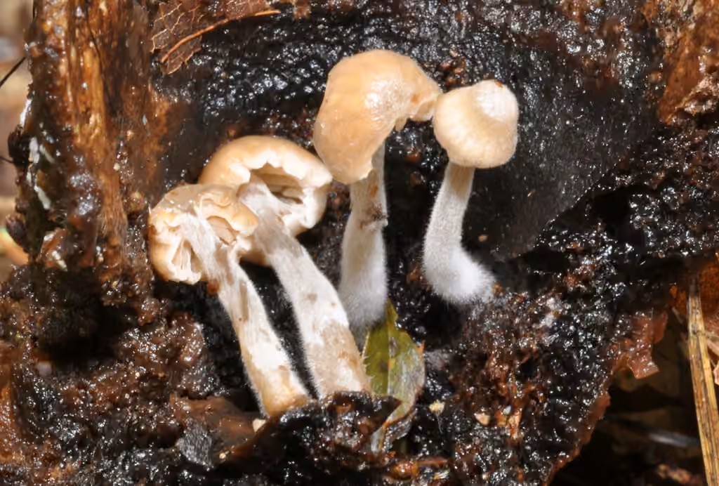 Astérophore parasite, photo 2 sur 5