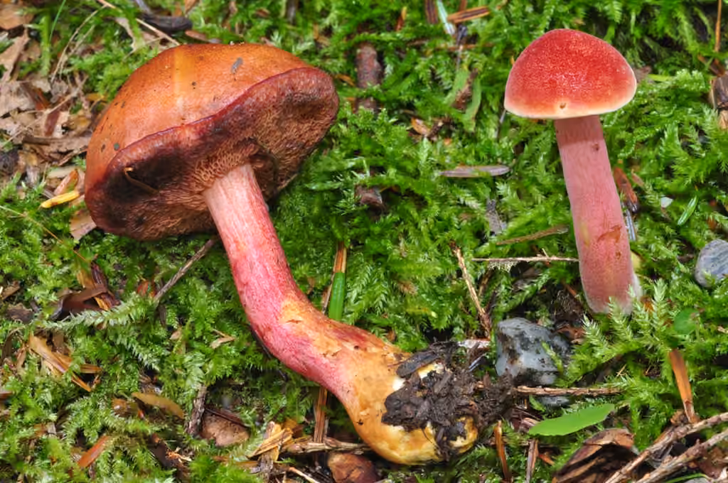 Purple-red Bolete, photo 1 of 5