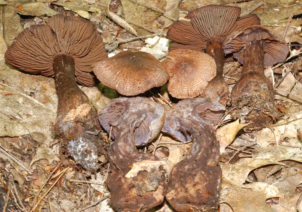 Cortinaire squamuleux, photo 1 sur 5