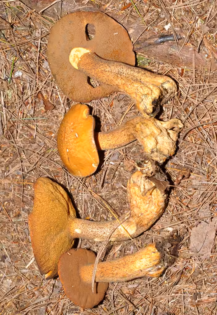 Spicy suillus, photo 2 sur 5
