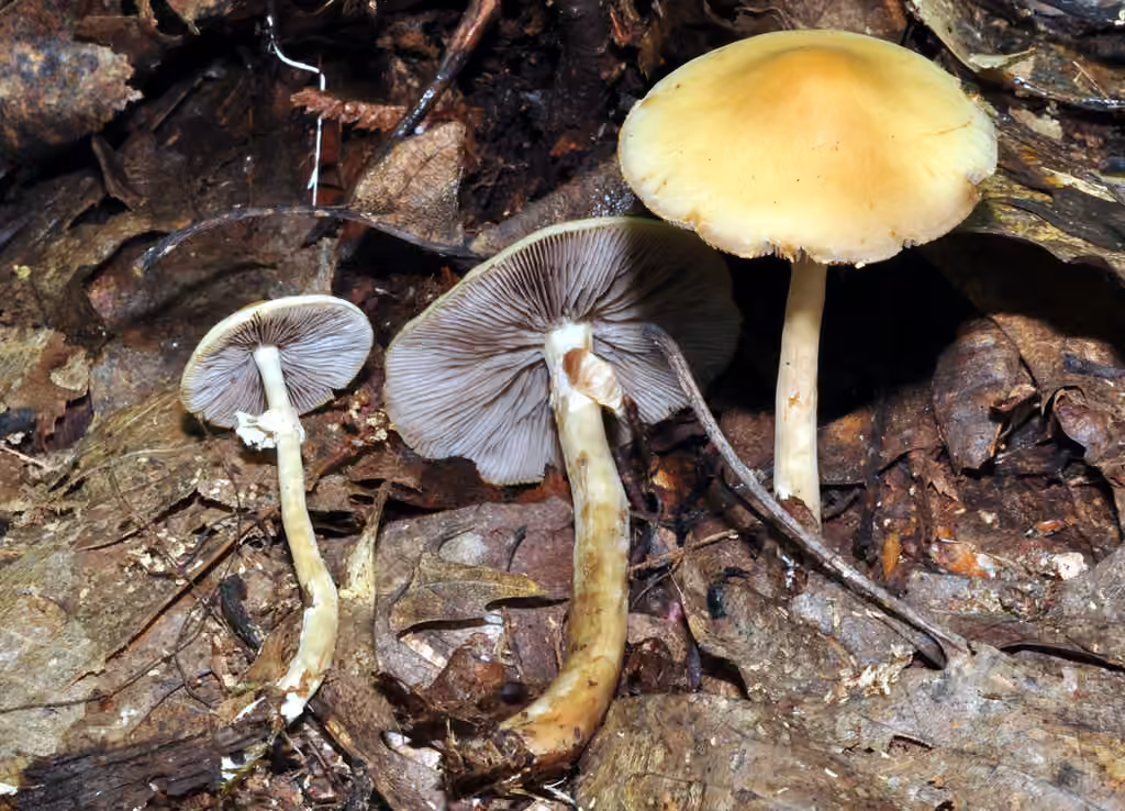 Stump Agrocybe