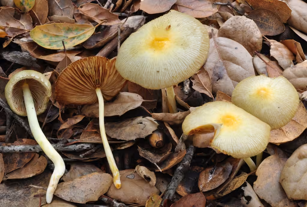 Bolbitie jaune d’œuf, photo 2 sur 5