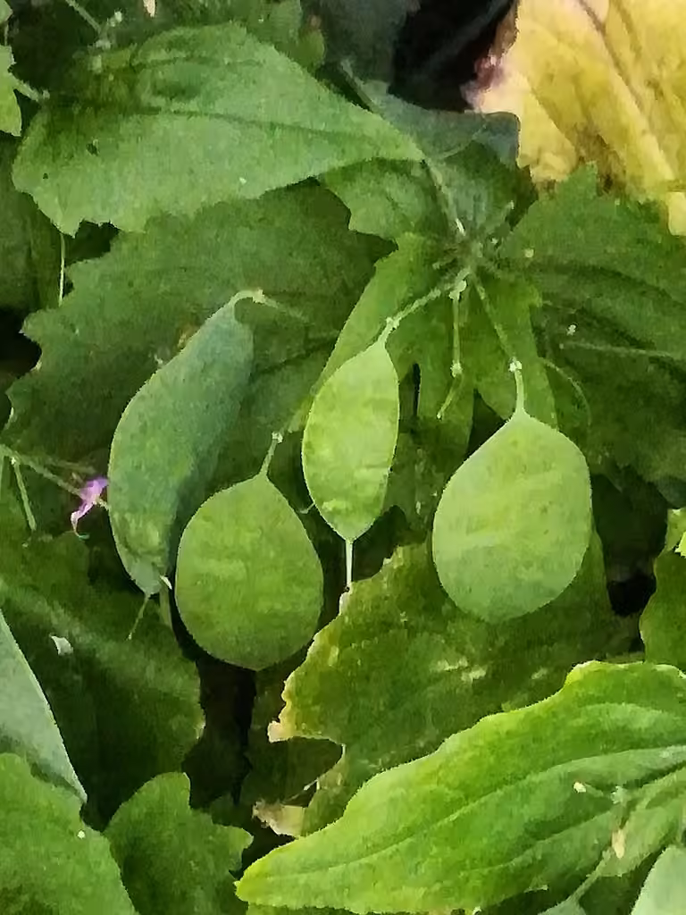 Annual honesty, In fruit