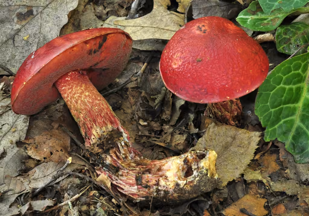 Frost's Bolete, photo 1 sur 5