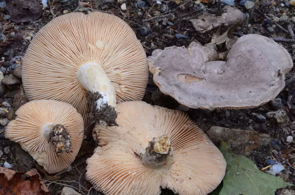 Lactarius hibbardiae, photo 1 of 5