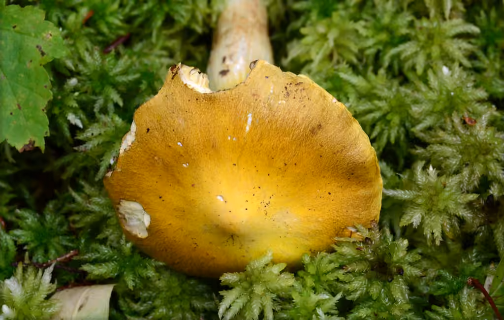 Tricholome jaune, photo 2 sur 5