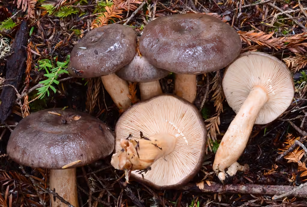Kauffman's Milk Cap, photo 1 of 5